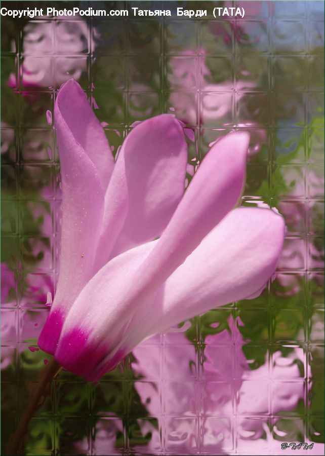 People, Person, Human, Flora, Flower, Gladiolus, Plant
