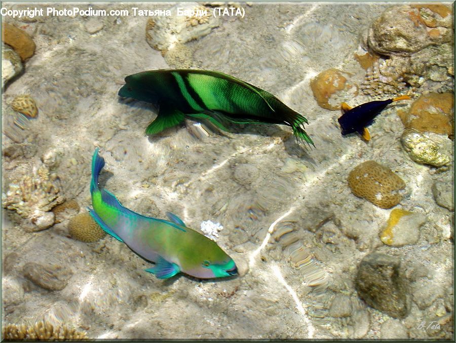 Alcyonacea, Brain Coral, Coral Reef, Invertebrate, Reef, Sea Life, Fish