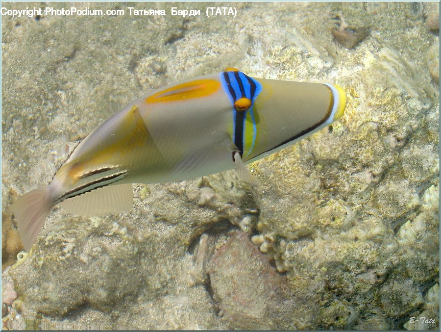 Fish, Sea Life, Surgeonfish, Angelfish, Outdoors, Sand, Soil
