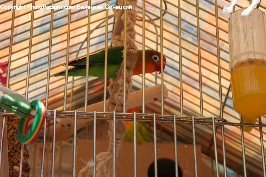 Bird, Finch, Playground, Beverage, Drink, Parakeet, Parrot