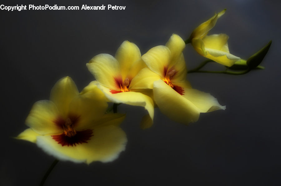 Flora, Flower, Gladiolus, Plant, Blossom, Petal, Daffodil