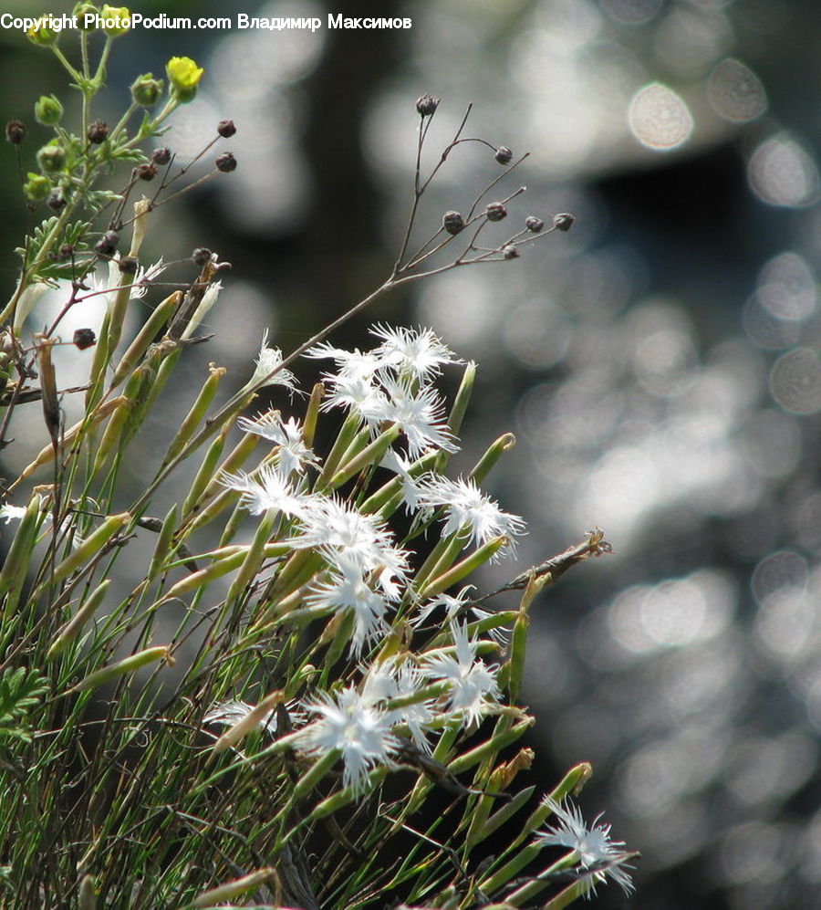 Blossom, Flora, Flower, Plant, Conifer, Fir, Tree