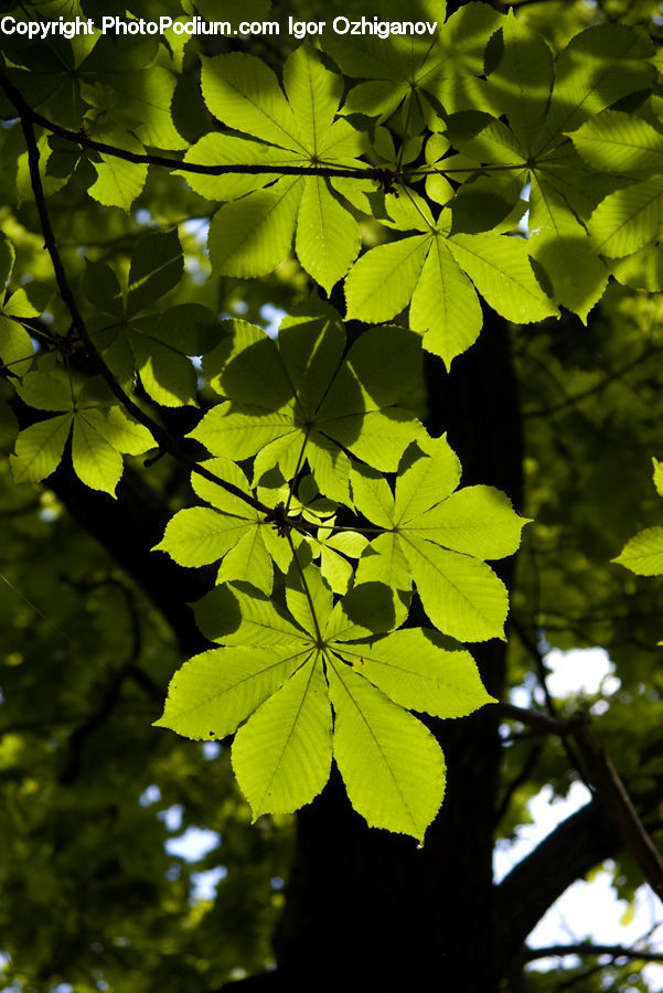 Plant, Birch, Tree, Wood, Blossom, Flora, Flower