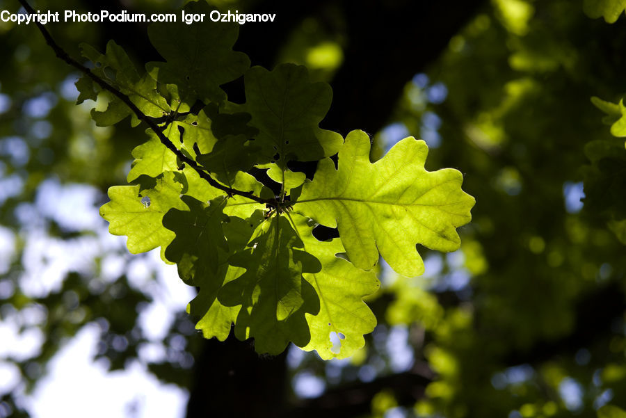 Fruit, Grapes, Plant, Oak, Sycamore, Tree, Tree Trunk