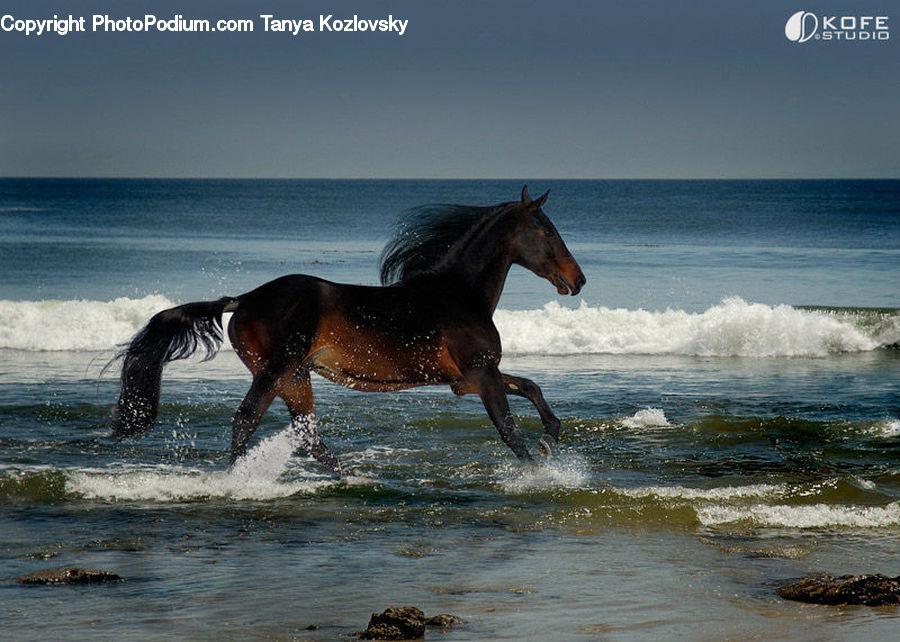 Animal, Colt Horse, Foal, Horse, Mammal, Stallion