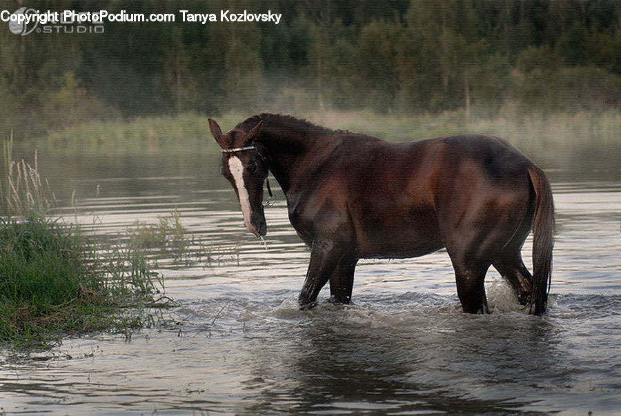 Animal, Elephant, Mammal, Horse, Stallion, Plant, Potted Plant