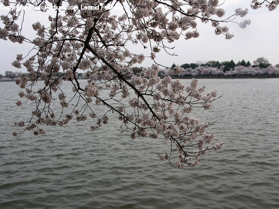 Blossom, Flora, Flower, Plant, Tree, Outdoors, Sea