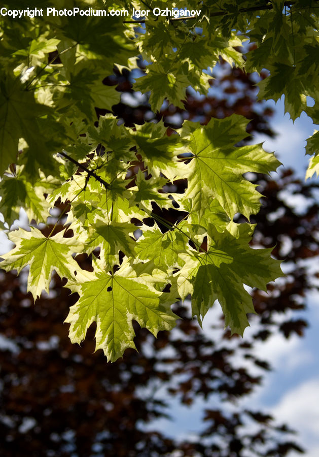 Plant, Vine, Fruit, Grapes, Blossom, Flora, Flower