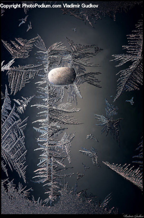 Conifer, Fir, Plant, Tree, Art, Modern Art