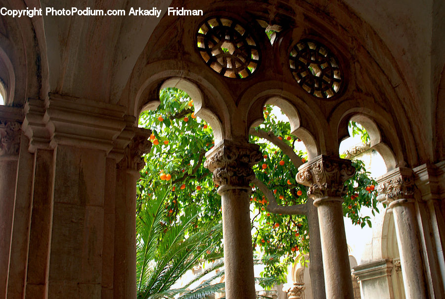 Column, Pillar, Ivy, Plant, Vine, Arch, Window