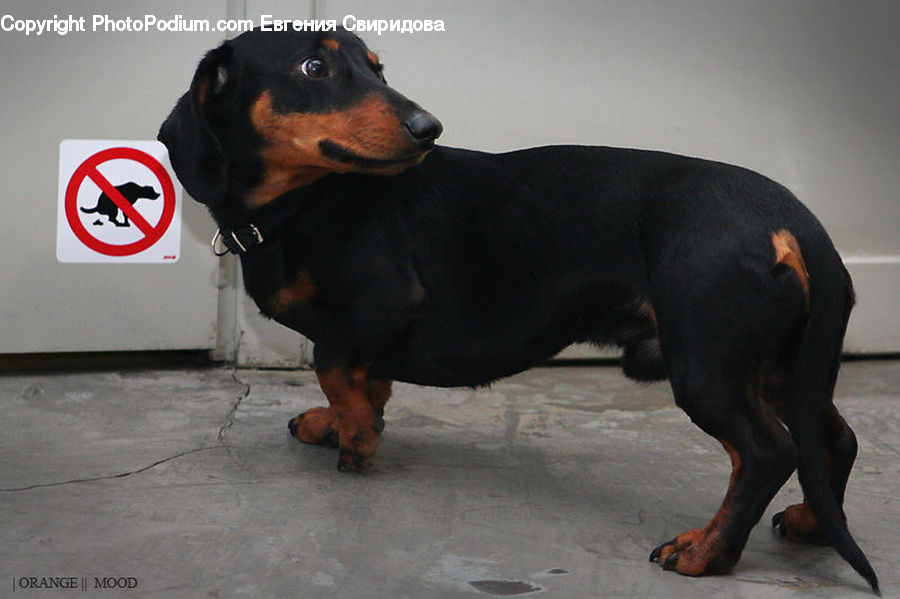Animal, Beagle, Canine, Dog, Hound, Mammal, Pet