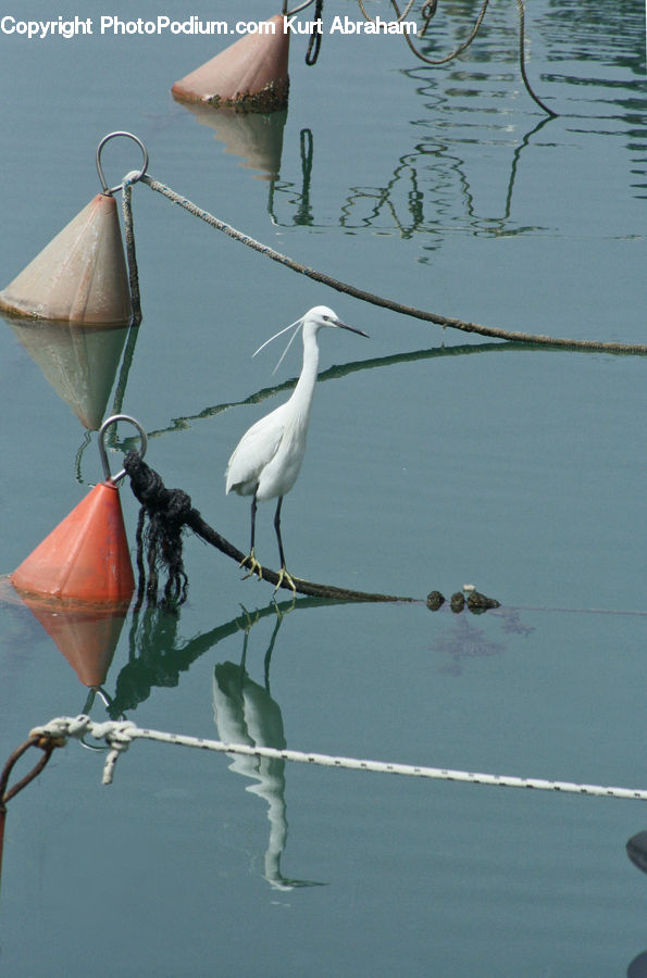 Bird, Crane Bird, Heron, Ardeidae, Egret, Waterfowl, Stork