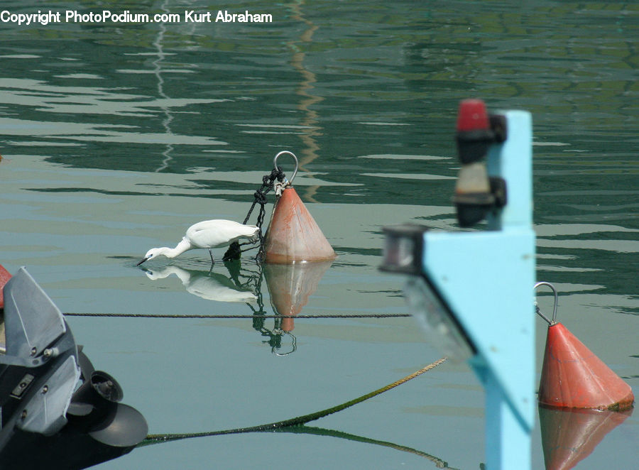 People, Person, Human, Boat, Dinghy, Bird, Swan