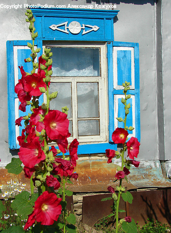 Blossom, Flora, Flower, Geranium, Plant, Amaryllis, Floral Design
