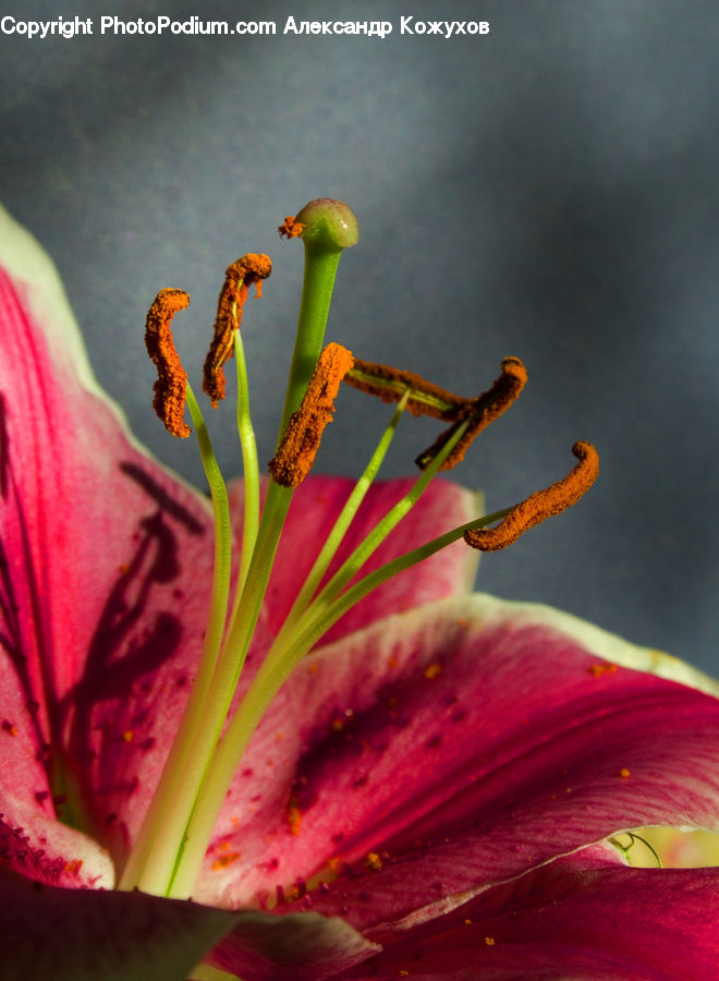 Flora, Pollen, Flower, Gladiolus, Plant, Blossom, Geranium