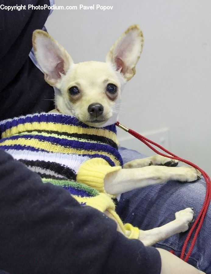 Animal, Canine, Chihuahua, Dog, Mammal, Pet
