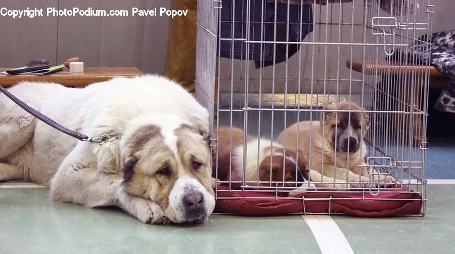 Dog House, Kennel, Animal, Adorable