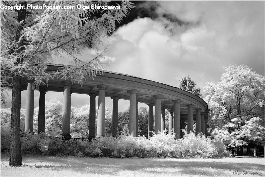 Column, Pillar, Patio, Pergola, Porch, Forest, Grove