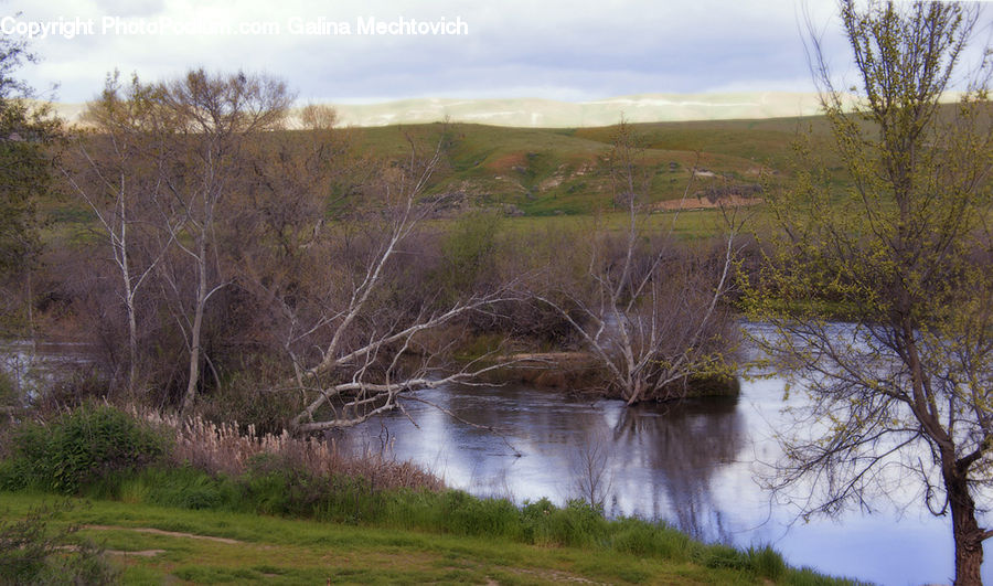 Forest, Grove, Land, Bush, Plant, Vegetation, Marsh