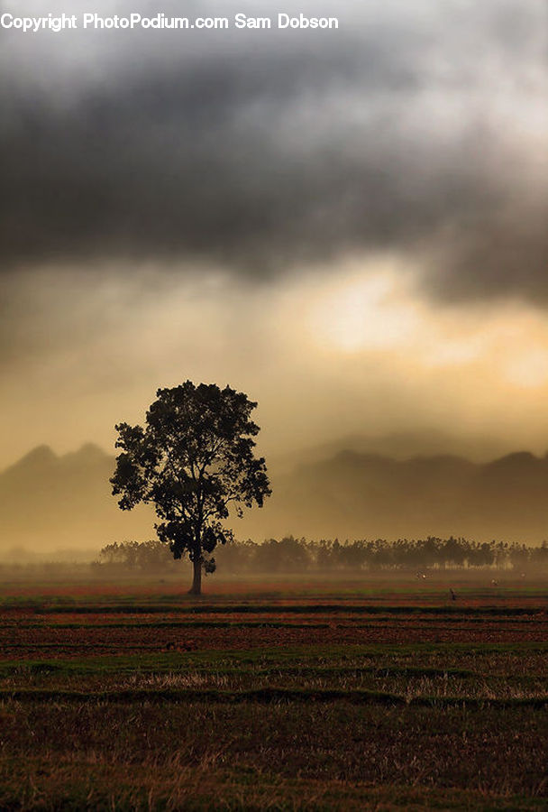 Field, Grass, Grassland, Land, Outdoors, Oak, Tree