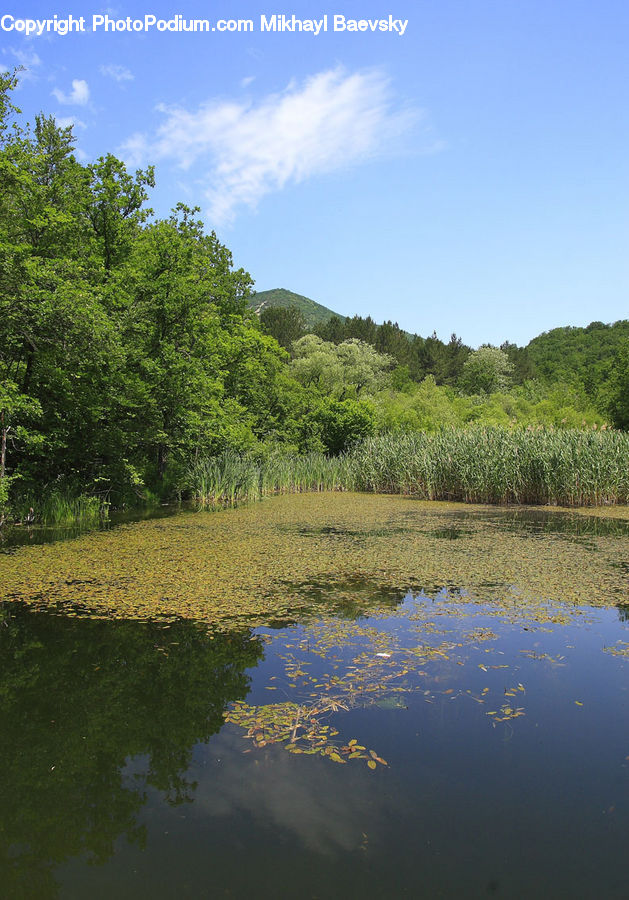 Outdoors, Pond, Water, Land, Marsh, Swamp, Field