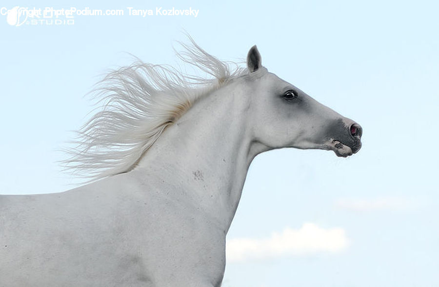 Animal, Horse, Mammal, Stallion