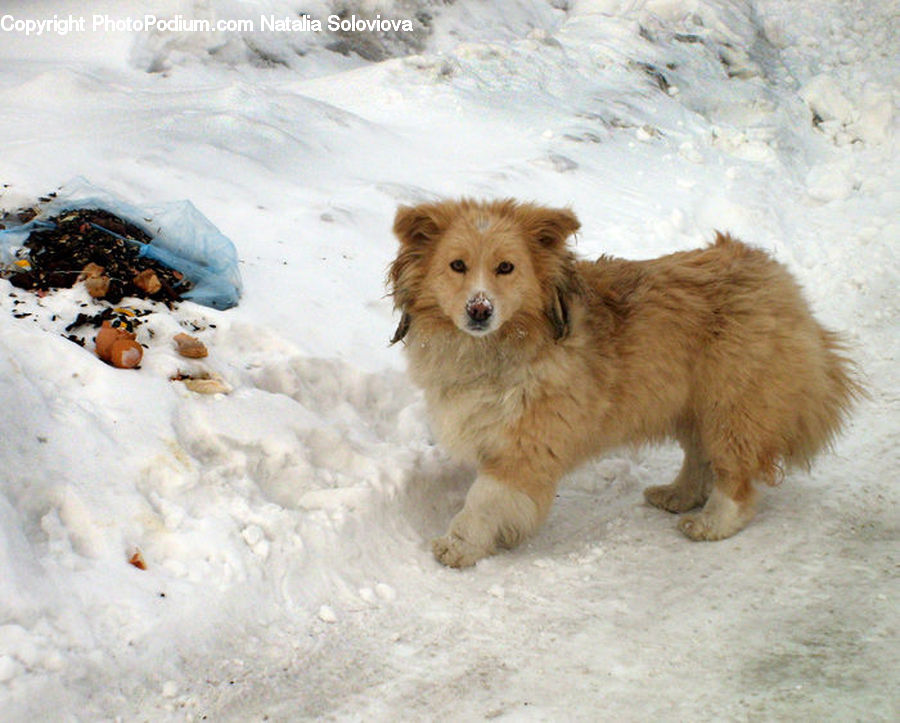 Animal, Canine, Dog, Golden Retriever, Mammal, Pet, Ice