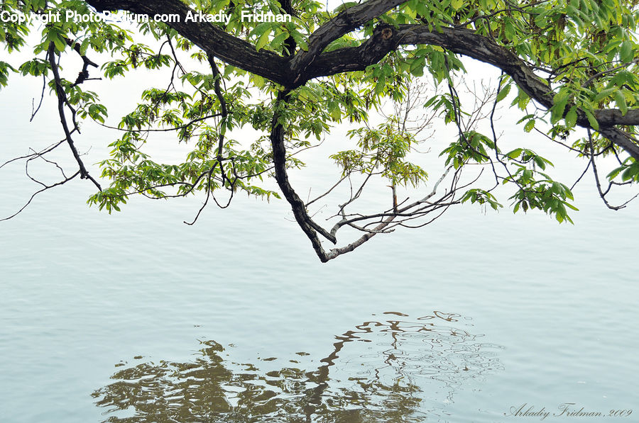 Plant, Tree, Willow, Landscape, Nature, Scenery, Oak