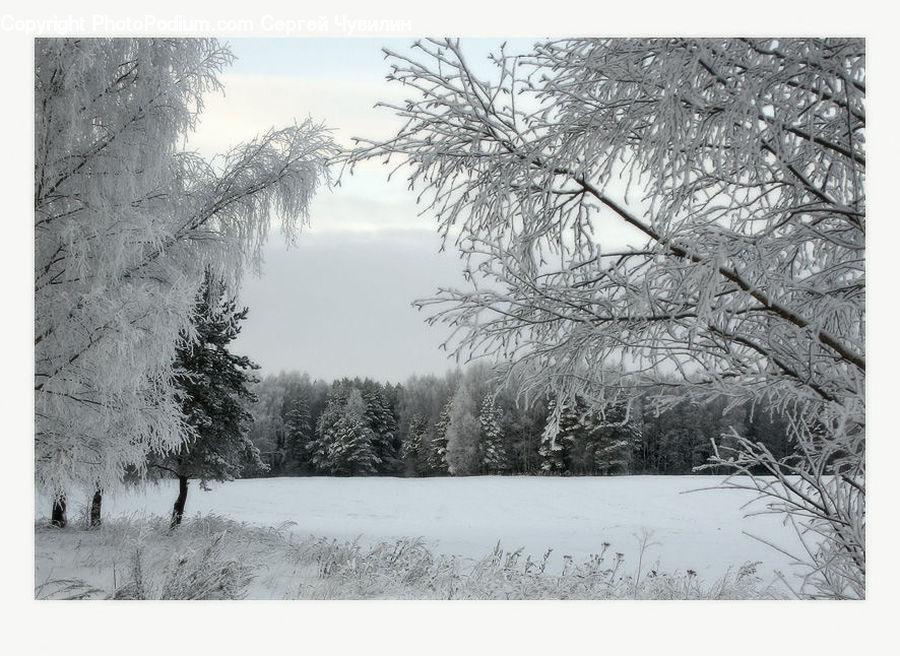 Ice, Outdoors, Snow, Forest, Vegetation, Plant, Tree