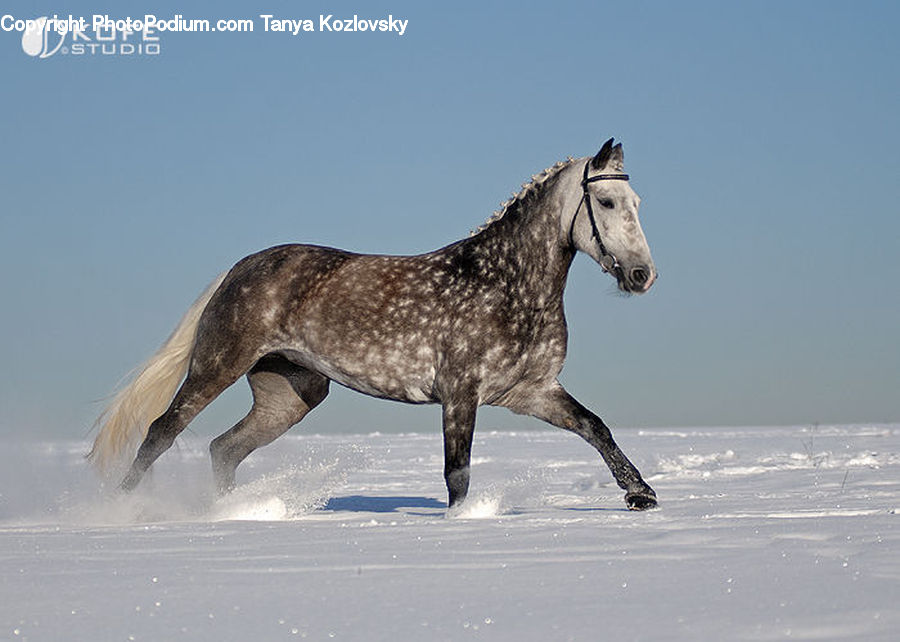 Animal, Horse, Mammal, Stallion, Colt Horse, Foal