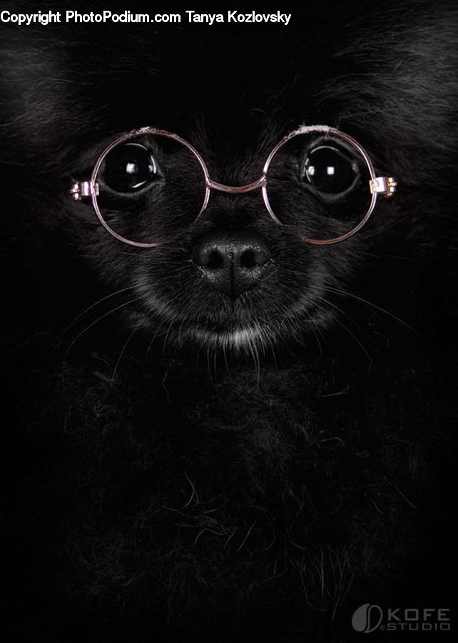 Animal, Canine, Dog, Mammal, Pet, Pug, Human