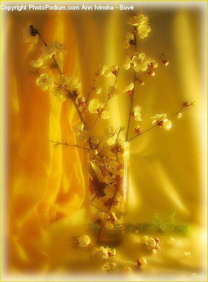 Dill, Plant, Flora, Pollen, Anther, Flower, Petal
