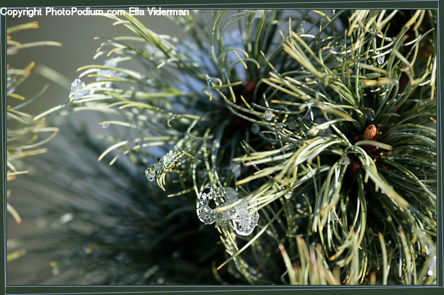 Conifer, Fir, Plant, Tree, Dill, Pine, Spruce