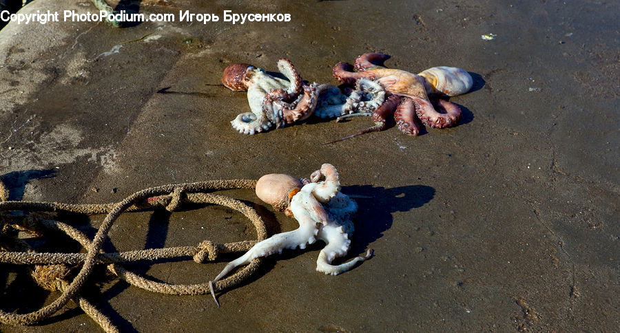 People, Person, Human, Invertebrate, Octopus, Sea Life, Asphalt