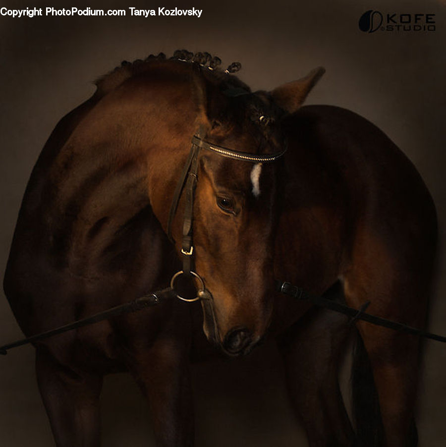 Animal, Horse, Mammal, Stallion, Colt Horse, Foal