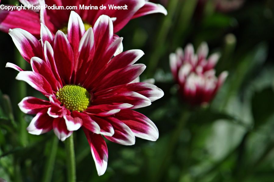Blossom, Dahlia, Flora, Flower, Plant, Petal, Asteraceae