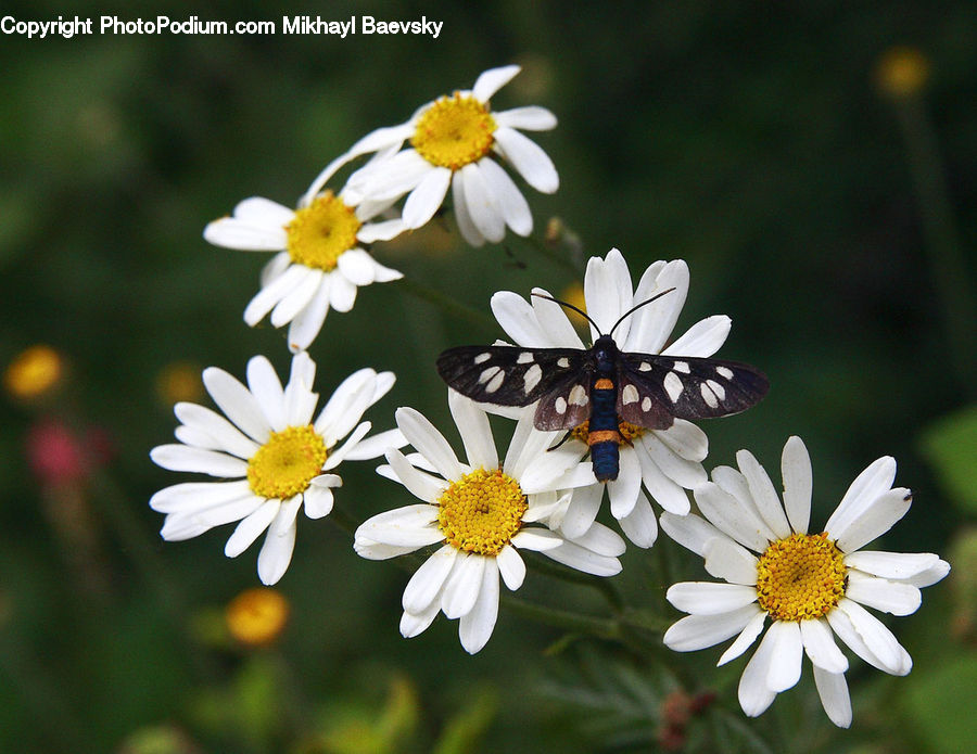 Asteraceae, Blossom, Flora, Flower, Plant, Daisies, Daisy