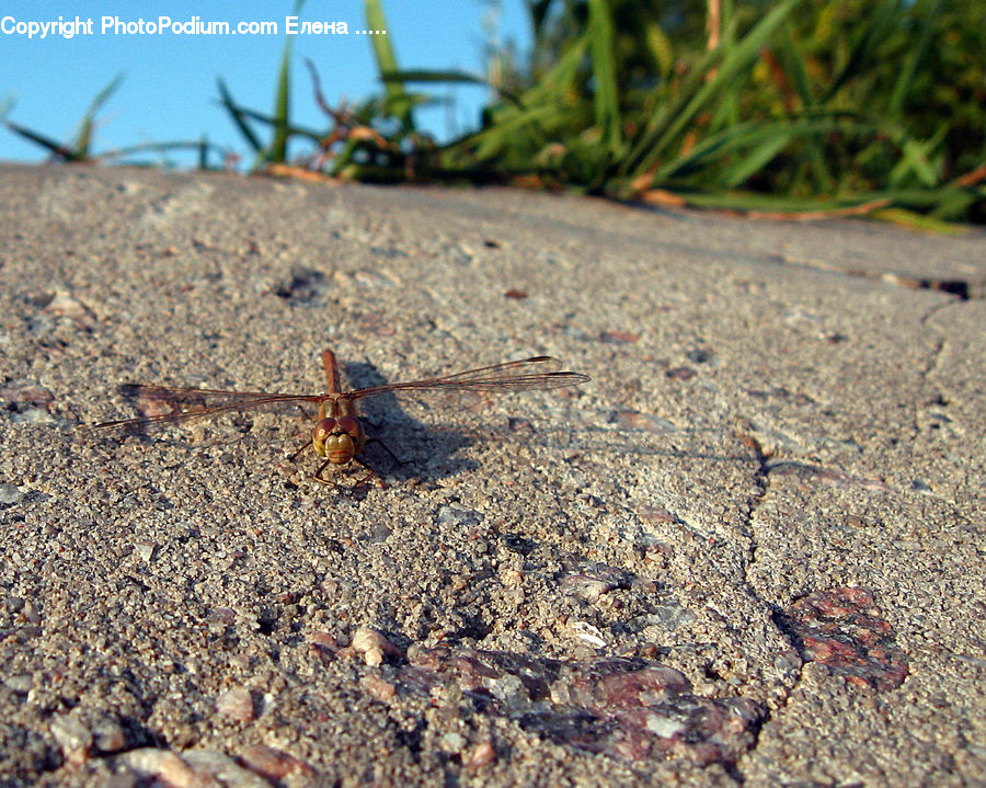 Anisoptera, Dragonfly, Field, Grass, Grassland, Plant, Bee