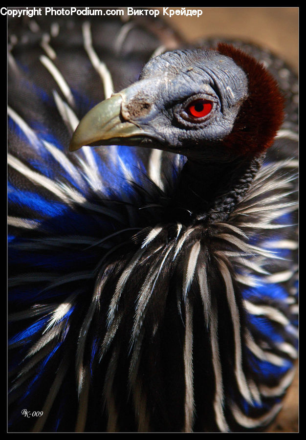Bird, Blue Jay, Bluebird, Jay, Condor, Vulture, Beak