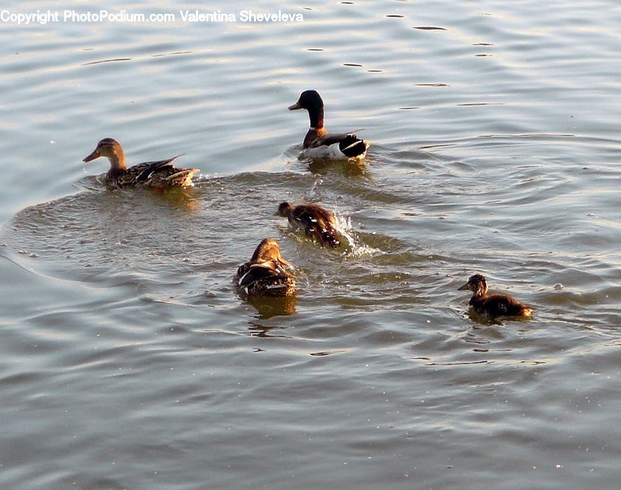 Bird, Duck, Teal, Waterfowl, Mallard