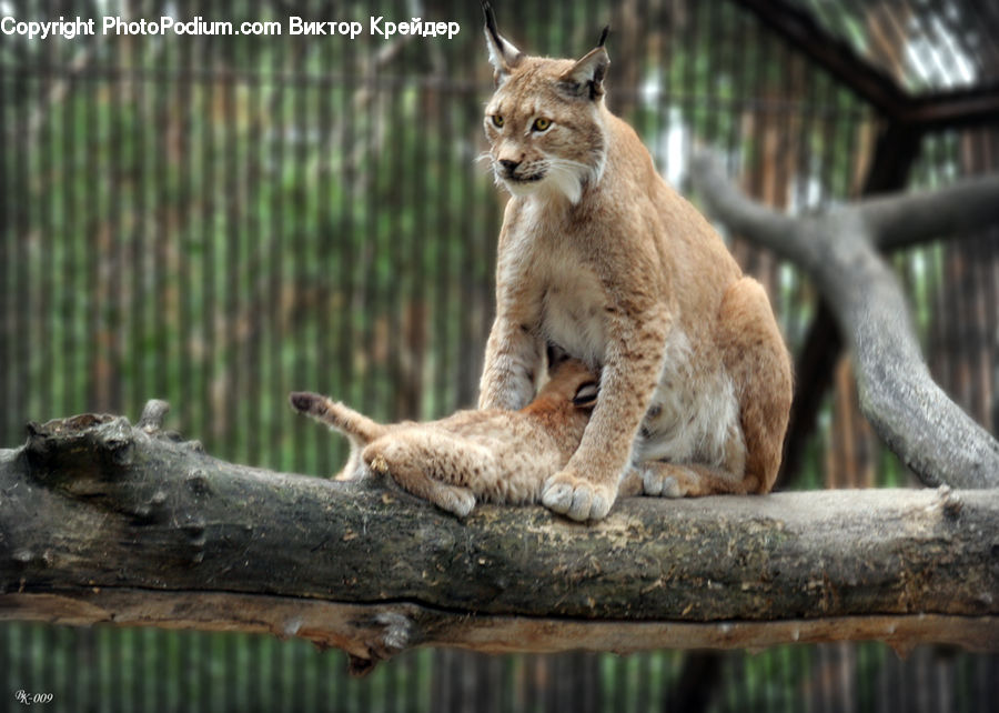Animal, Leopard, Lynx, Wildlife, Cougar, Lion, Puma