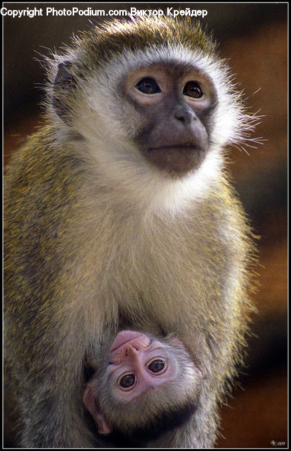 Animal, Mammal, Monkey
