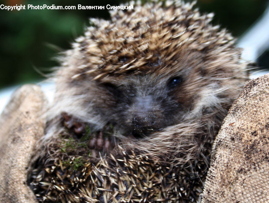 Animal, Hedgehog, Mammal, Porcupine, Rodent
