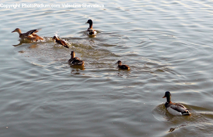 Bird, Duck, Teal, Waterfowl, Mallard, Goose