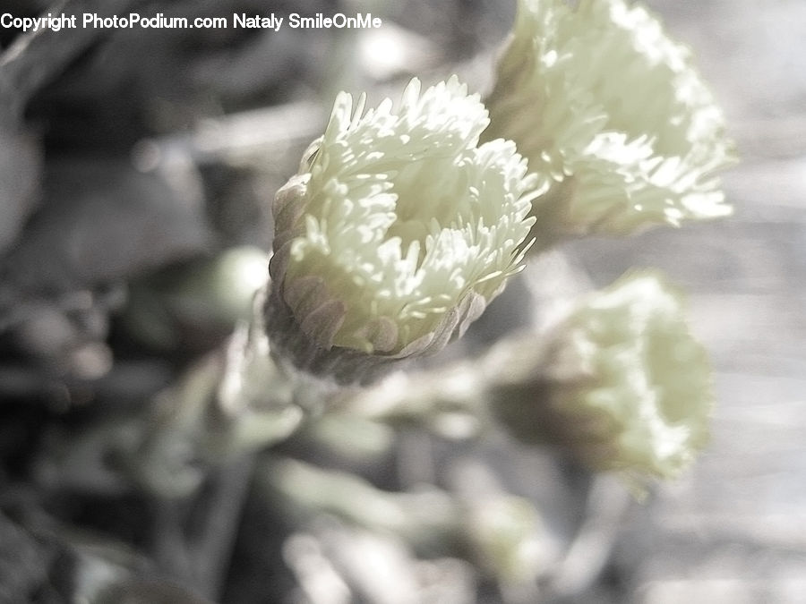 Crystal, Snowflake, Conifer, Fir, Plant, Tree, Blossom