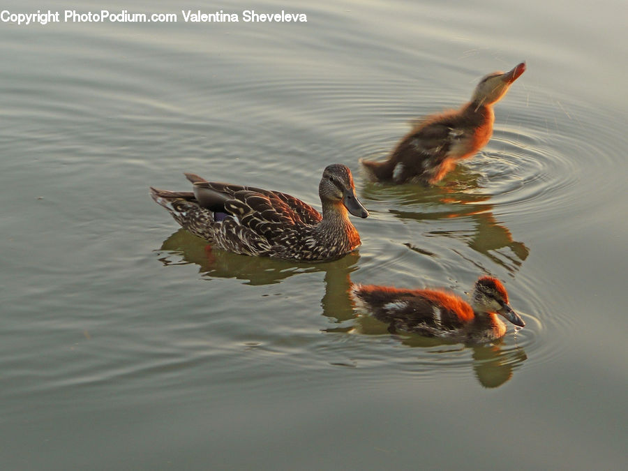 Bird, Duck, Teal, Waterfowl, Mallard, Beak, Outdoors