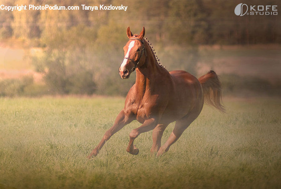 Animal, Colt Horse, Foal, Horse, Mammal, Bongo, Percussion
