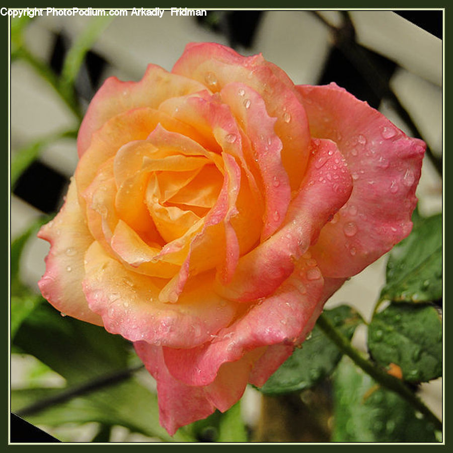 Blossom, Flower, Plant, Rose, Flora, Carnation, Flower Arrangement