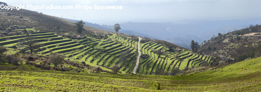 Countryside, Farm, Field, Vineyard, Grass, Grassland, Land