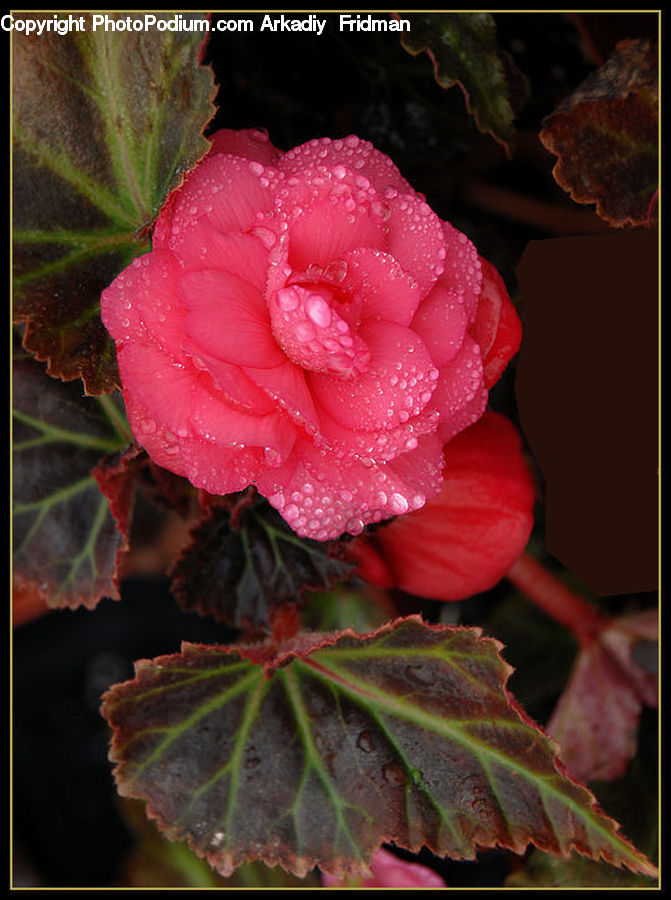 Blossom, Flora, Flower, Geranium, Plant, Cactus, Maple
